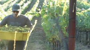 Day at Work: Wine Maker